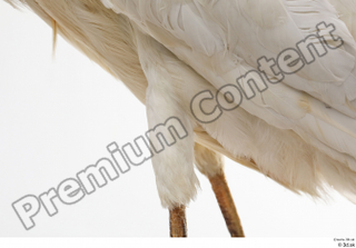 Stork  2 leg 0001.jpg